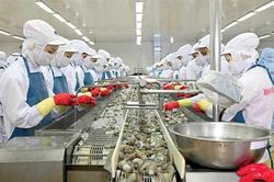 Giá tôm xuất khẩu của Việt Nam tại Mỹ nhỉnh hơn các đối thủ
