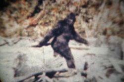 Phân tích mẫu ADN nghi người tuyết Yeti, giật mình lộ ra sự thật