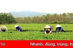 Xây dựng thương hiệu nông sản để phát triển nông nghiệp bền vững