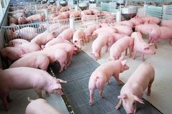 Dù tăng đến 3.000 đồng/kg ở miền Nam, giá lợn hơi vẫn chưa thực sự khởi sắc