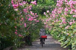 Ngắm con đường hoa tường vi đẹp như trong chuyện cổ tích