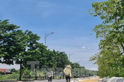 Thóc phơi đầy đường ở ngoại thành Hà Nội gây khó cho người tham gia giao thông