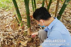 Nghiên cứu nhân giống, trồng thâm canh và chế biến măng bát độ: Từng bước xây dựng chuỗi sản xuất và chế biến nông sảnTin khácCông tác dân vận tạo sự đồng thuận trong giải phóng mặt bằngĐẩy mạnh tuyên truyền học tập và làm theo tư tưởng, đạo đức, phong cá