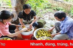 Xây dựng thương hiệu nông sản để phát triển nông nghiệp bền vững
