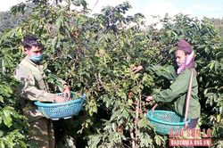 Triển khai chính sách hỗ trợ bảo hiểm nông nghiệp