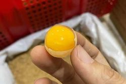 Loại trứng thần dược có giá rẻ bất ngờ, chị em mua hàng trăm quả