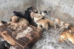 Hàng trăm chú chó được cứu trên đường đến lễ hội thịt chó ở Trung Quốc