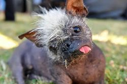 Chú chó xấu nhất thế giới