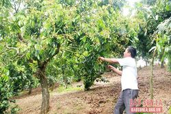 Yên Châu đón mùa nhãn chín muộn