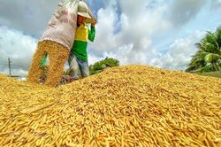 GDP nông nghiệp 6 tháng đầu năm 2022 tăng trưởng ổn định 2,31%