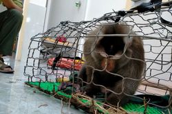 Quảng Trị: Đã bắt được 'hầu vương' quậy phá khu dân cư
