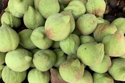 Đào Trung Quốc tràn chợ, giá cao chót vót vẫn đắt hàng