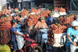 Bắc Giang: Chính quyền hỗ trợ bà con mùa thu hoạch vải thiều