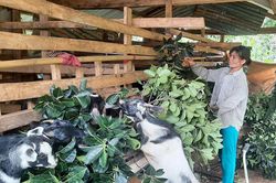 Người phụ nữ đi đầu phát triển kinh tế ở thôn Chênh Vênh