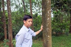 Khởi tố nguyên Bí thư xã thuê người chặt phá 3.500m2 rừng của dân