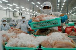 Anh nhập khẩu cá tra Việt Nam tăng 6 lần