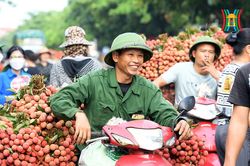 Về Bắc Giang đi chợ vải thiều