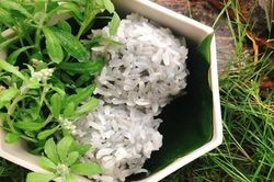Trước mọc dại đầy bờ bụi, nay thành đặc sản giá 500.000 đồng/kg