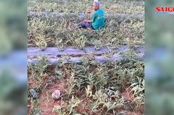 Cụ ông khóc ngất khi ruộng dưa sắp thu hoạch bị kẻ xấu phá nát