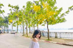 Muồng hoàng yến nhuộm vàng hồ Tây, tọa độ check-in mới của giới trẻ