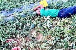 Cụ ông gào khóc, nằm vật vã bên ruộng dưa bị phá hoại