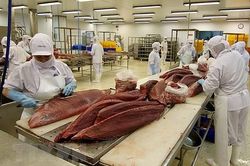 VASEP đề xuất gì để xuất khẩu cá ngừ tận dụng được lợi thế FTA?