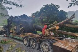 Bắt xe chở cây 'siêu khủng' trên rừng Trường Sơn