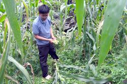 Hà Giang: Xuất hiện đàn khỉ hàng chục con cắn phá hoa màu