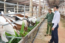 Nông dân thoát nghèo nhờ tham gia tổ hội chăn nuôi gia súc