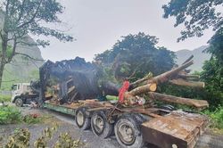 Bị phạt 750 ngàn đồng vì khai thác, vận chuyển 2 cây 'khủng'