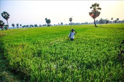Giảm diện tích lúa Thu Đông 2022 vùng Đồng bằng sông Cửu Long