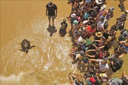 Israel nỗ lực bảo tồn các loài rùa biển quý hiếm