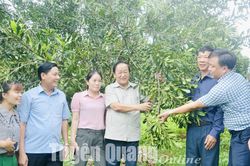 Hội thảo đầu bờ và tư vấn vay vốn trồng, chăm sóc cây mắc ca
