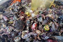 Mắm ba khía: Thum thủm mà bắt cơm vô cùng