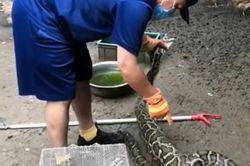 Mãng xà gặp họa vì quá tham ăn: Nuốt 9 con gà, lăn ra ngủ rồi bị bắt