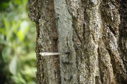 Hàng trăm cây thông ở Quảng Nam bị kẻ xấu khoan lỗ, đổ hóa chất đầu độc