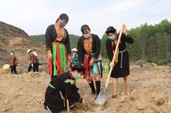 Quảng Ninh: Trả 'vàng' cho rừng