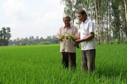 Toàn tỉnh đã xuống giống khoảng 85 ngàn ha lúa thu đông 2022