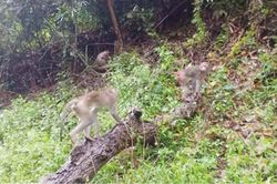 Kinh tế Cứu hộ nhiều động vật hoang dã