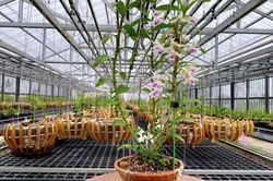 Chăm vườn lan đột biến mất giá 200 lần để…ngắm chơi
