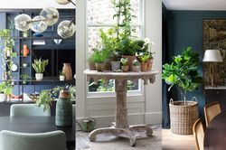 Nếu định trang trí cây xanh trong nhà thì dưới đây là các ý tưởng cho bạn