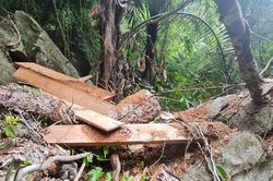 Tin mới vụ lâm tặc đại náo rừng phòng hộ ở Quảng Bình