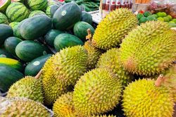 Mở đầu ra bền vững cho sầu riêng tươi tại thị trường Trung Quốc