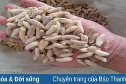Đặc sản sâu măng vùng cao