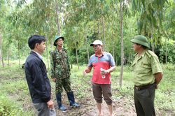 Giai đoạn 2017-2021, huyện Chư Prông trồng hơn 680 ha rừng