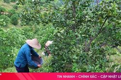 Miền Trà Sơn Can Lộc - vùng đất xanh bốn mùa hoa trái