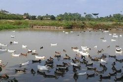 Khởi tố vụ án đánh chết 101 con vịt ở TP Hải Phòng