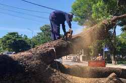 'Cụ' cây long não 100 tuổi trước gác Trịnh tại Huế bị cưa hạ