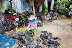 Nuôi hàu bằng giá thể lốp xe tiềm ẩn nguy cơ ô nhiễm môi trường nuôi