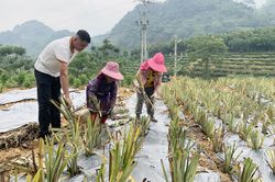 Mường Khương mở rộng diện tích trồng dứa trái vụ